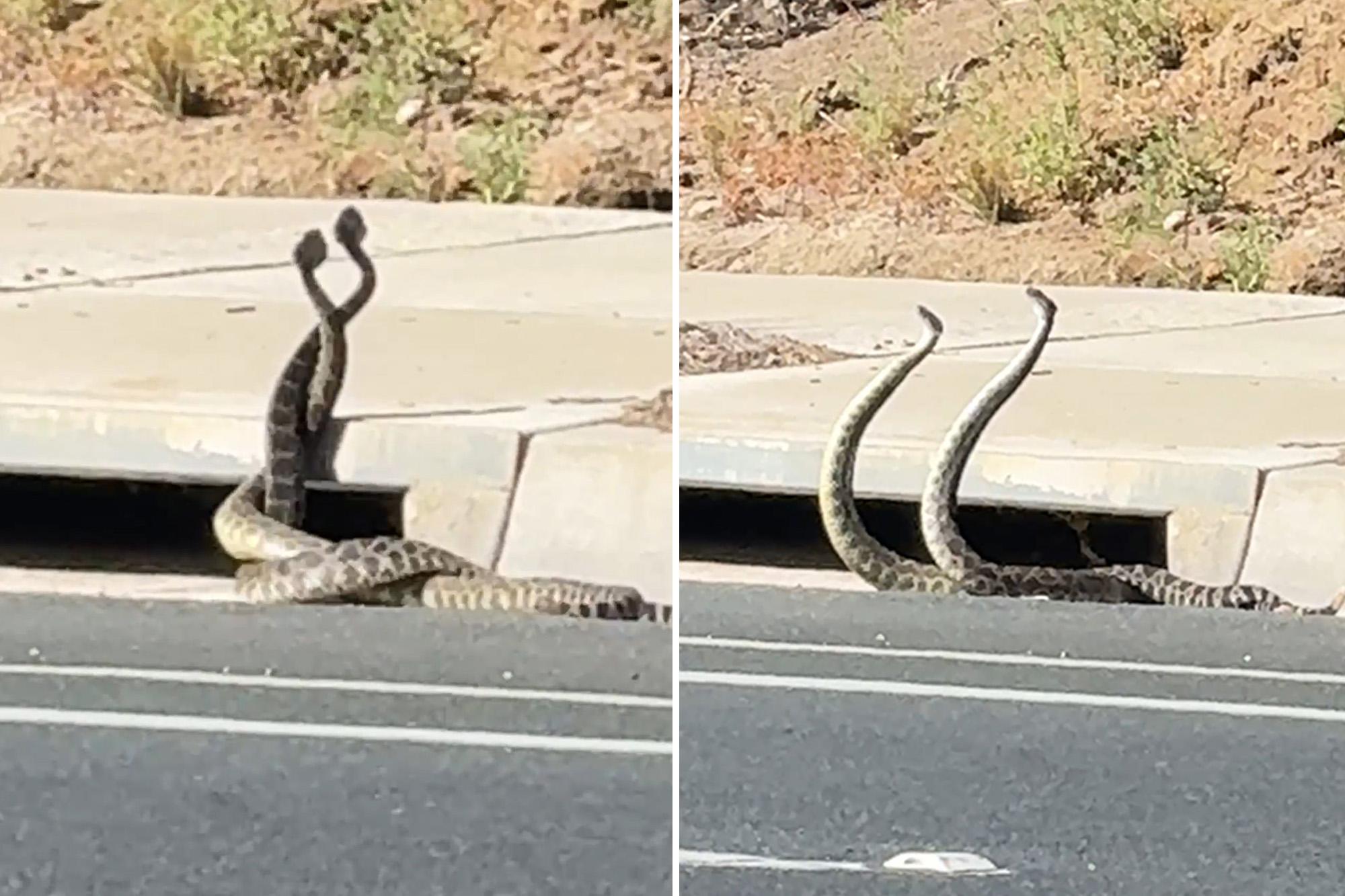 Giant rattlesnakes lock in wild dance on California street as bite cases climb 135924257