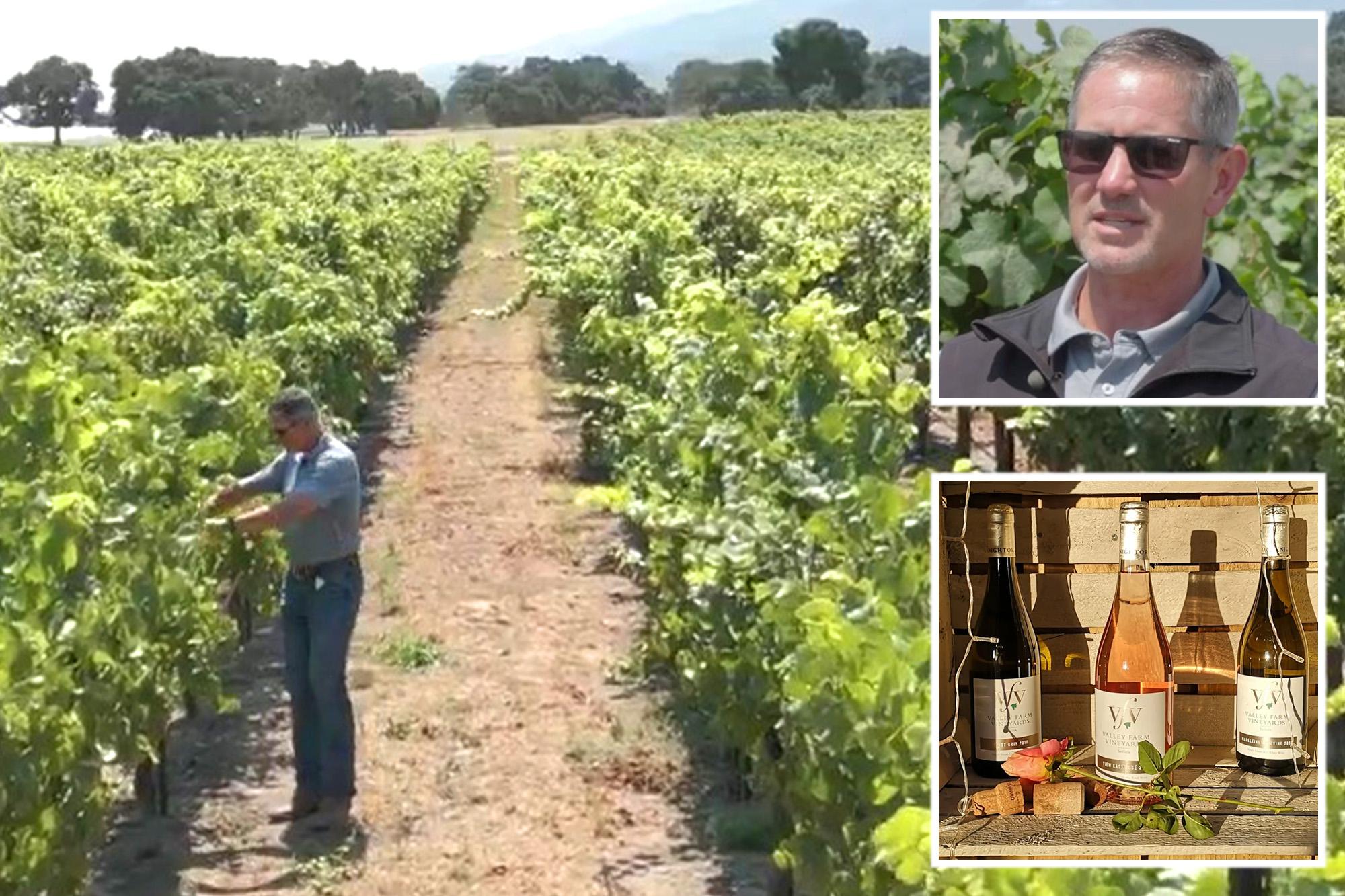 California wineries forced to torch vineyards in latest drastic move for crippled industry 136044134
