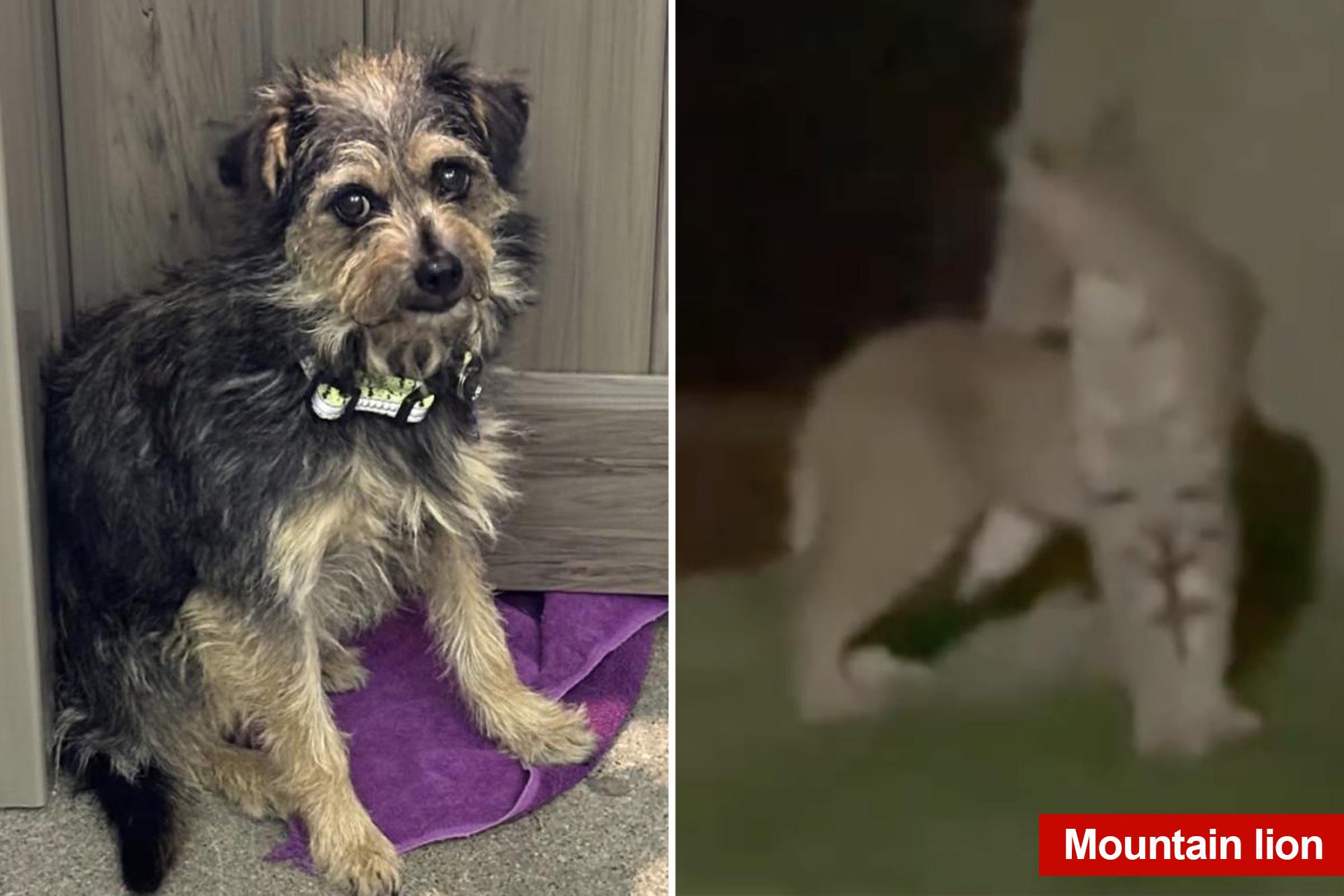 Tiny dog survives rattlesnakes, mountain lions while lost in SoCal wilderness 136101597