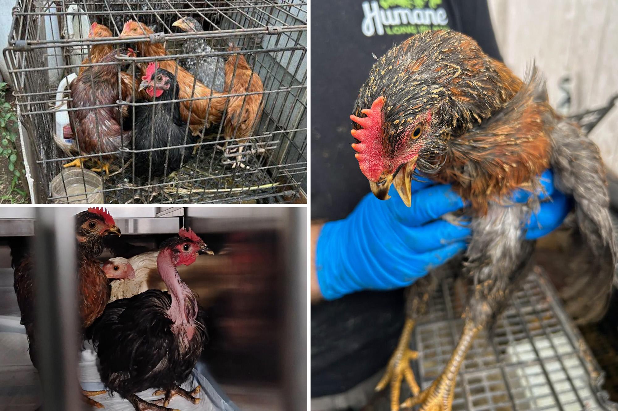 70 sad-looking chickens plucked out of ‘torturous conditions’ in Long Island house chicken rescue comp