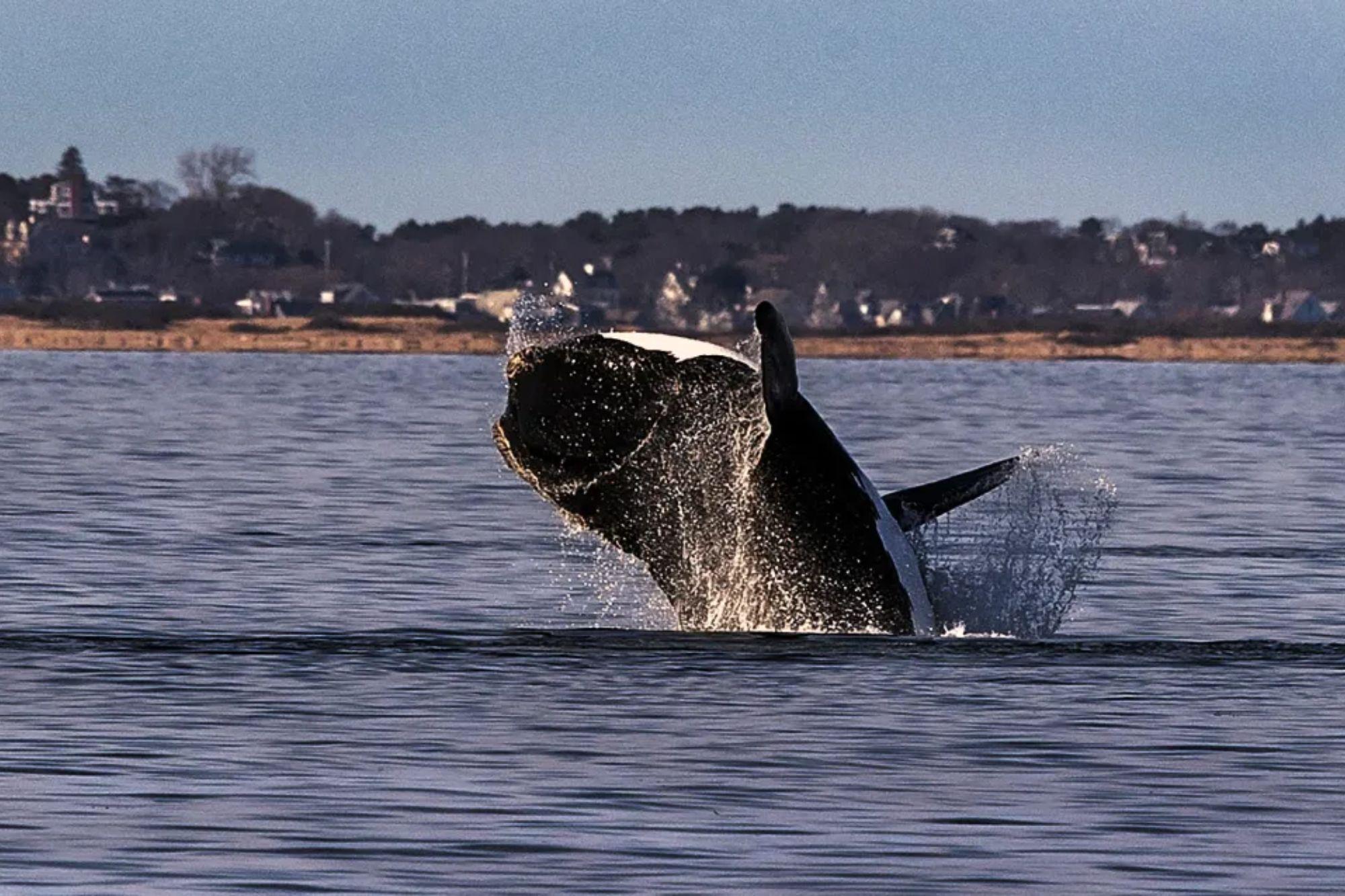 Endangered right whales spotted in one of the East Coast’s busiest shipping corridors whale weather comp