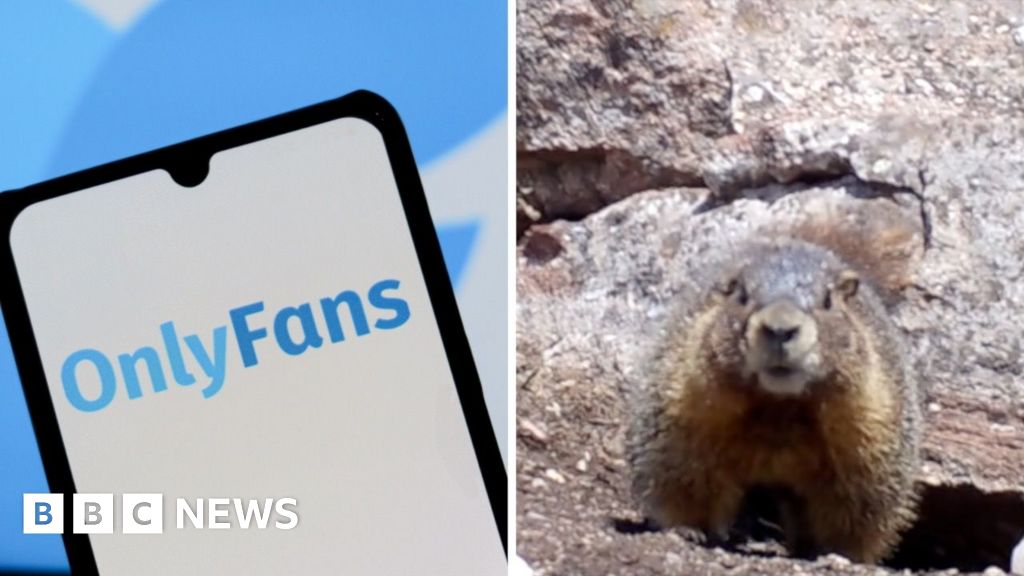 Watch: 'Marmots have money troubles' - Scientists turn to OnlyFans to raise funds 0800a 3
