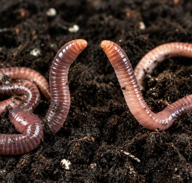 Worm Girl Asks Worm Boyfriend If He’d Still Love Her If She Were A Human