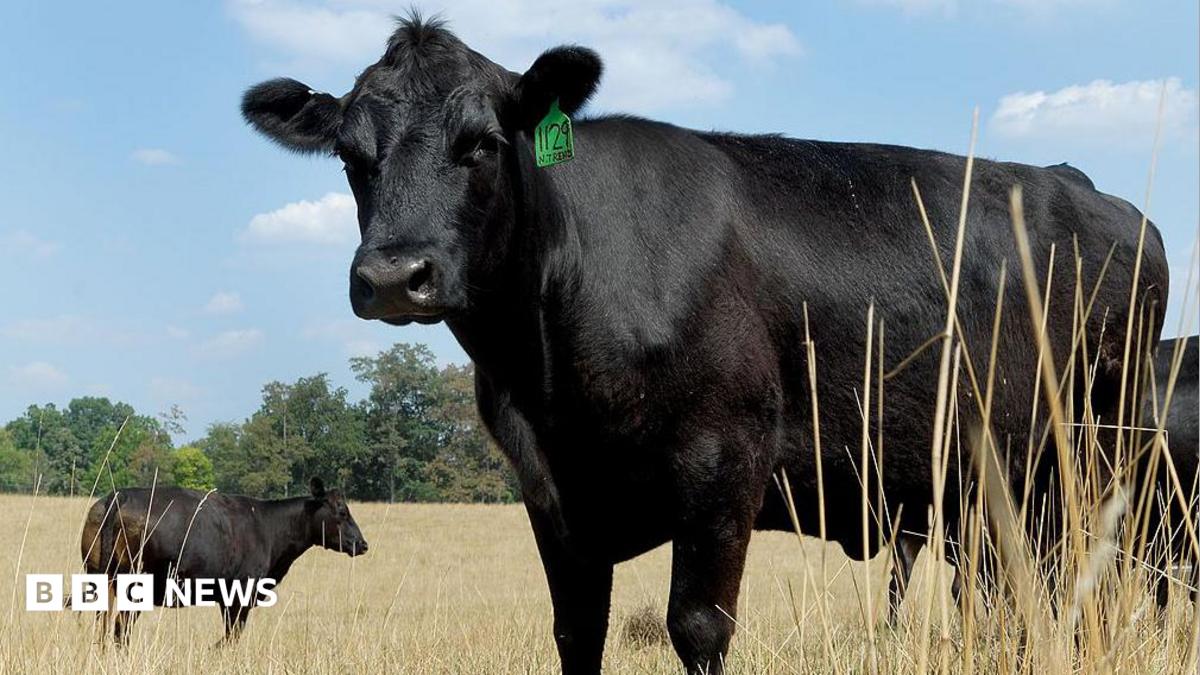 What's causing record high US beef prices? 1 94b2 05bc97107049