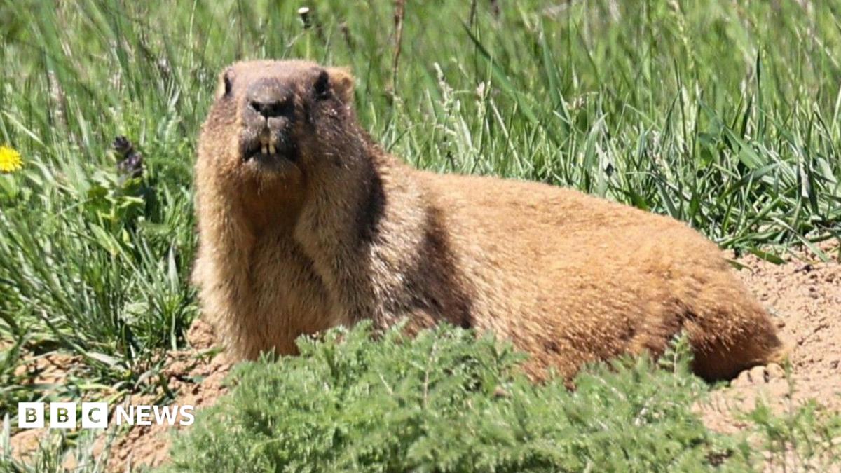 Marmots facing money troubles turn to OnlyFans 1 b8ee 9b3c26ad07bb 11