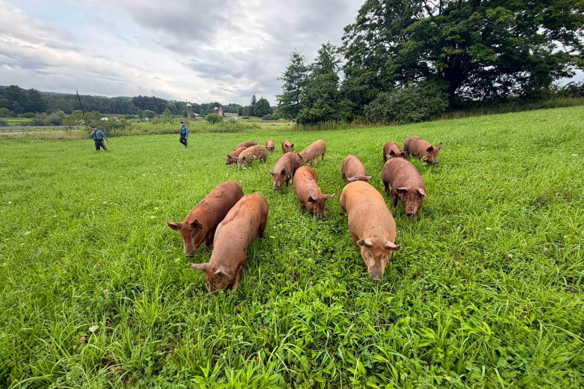 Drove of 15 pigs escape farm and wreak havoc on NJ highway 136175980