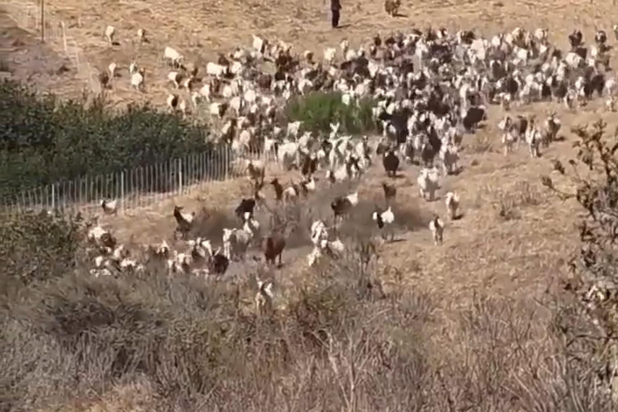 Hero sheepdog takes charge of SoCal rescue — with unexpected move to aid first responders 136209162