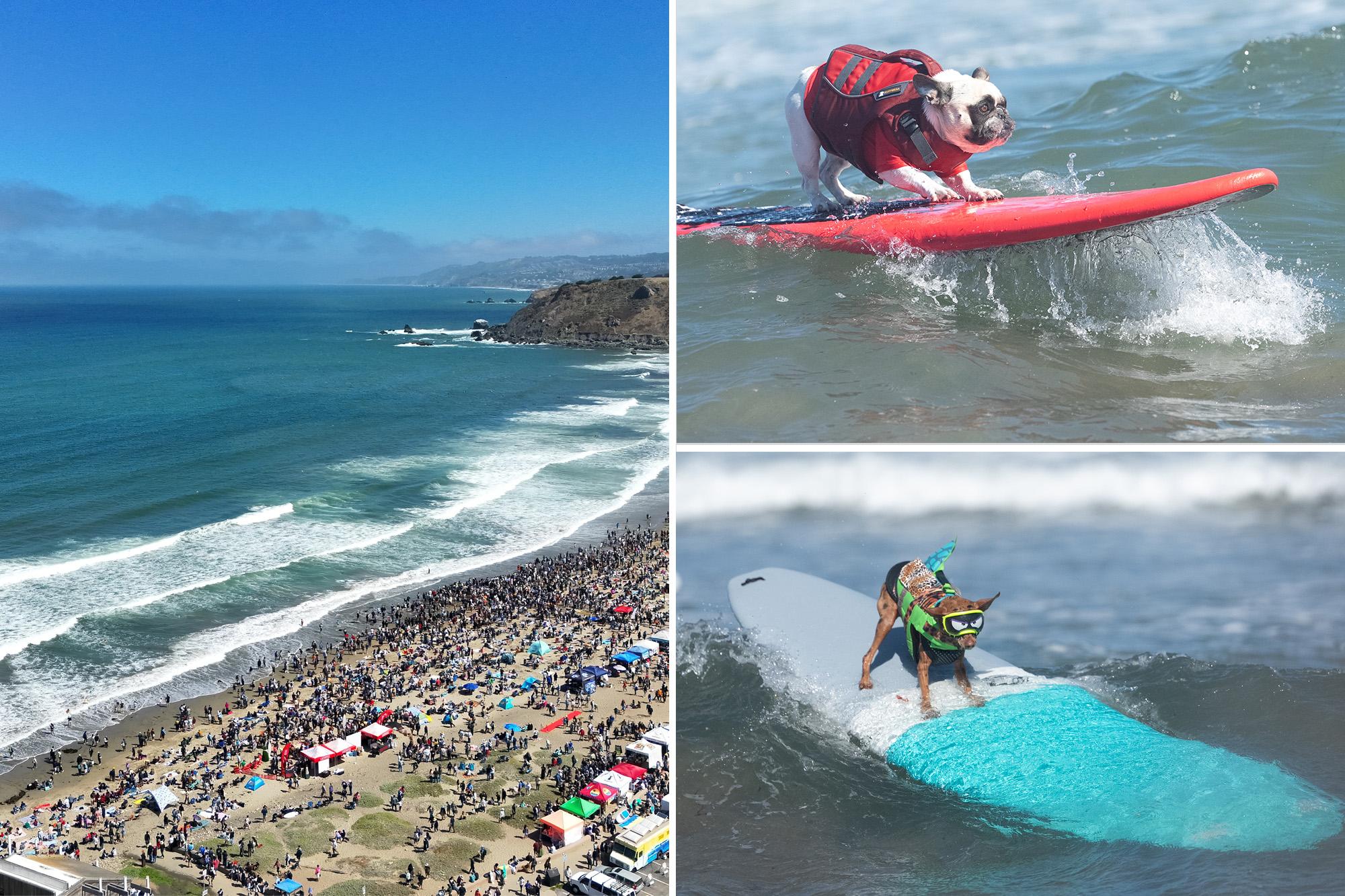 Top dogs steal spotlight at California surf contest as canines conquer waves 136215335