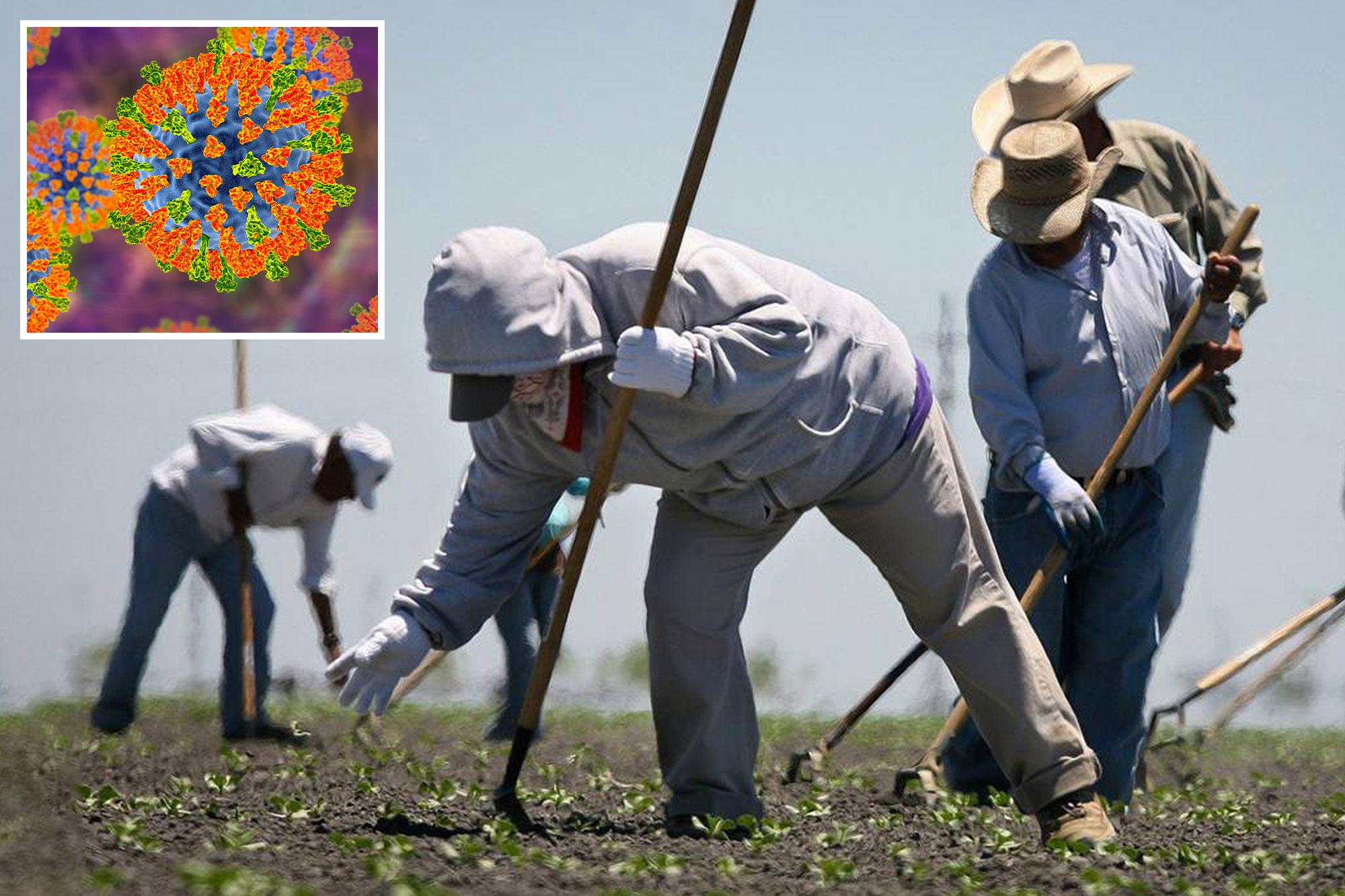 Mass measles outbreak threatens Central Valley after farmworkers left Arizona 136302986 1