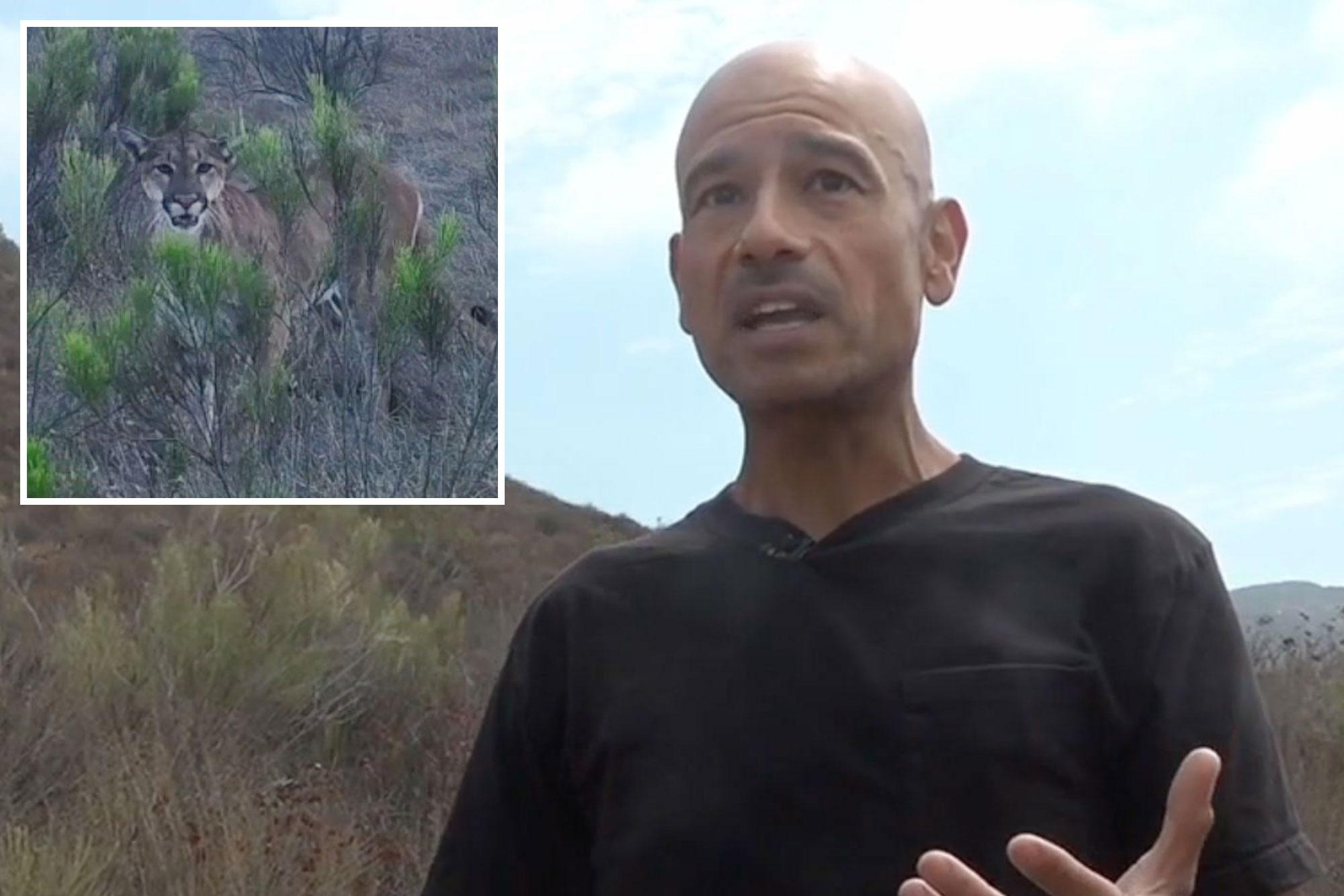 Heart-stopping moment California hiker is hunted by massive mountain lion 136562672