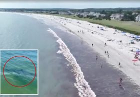 Nearly a dozen great white sharks spotted off popular Maine beach over 48 hours: ‘Larger than I’ve seen’