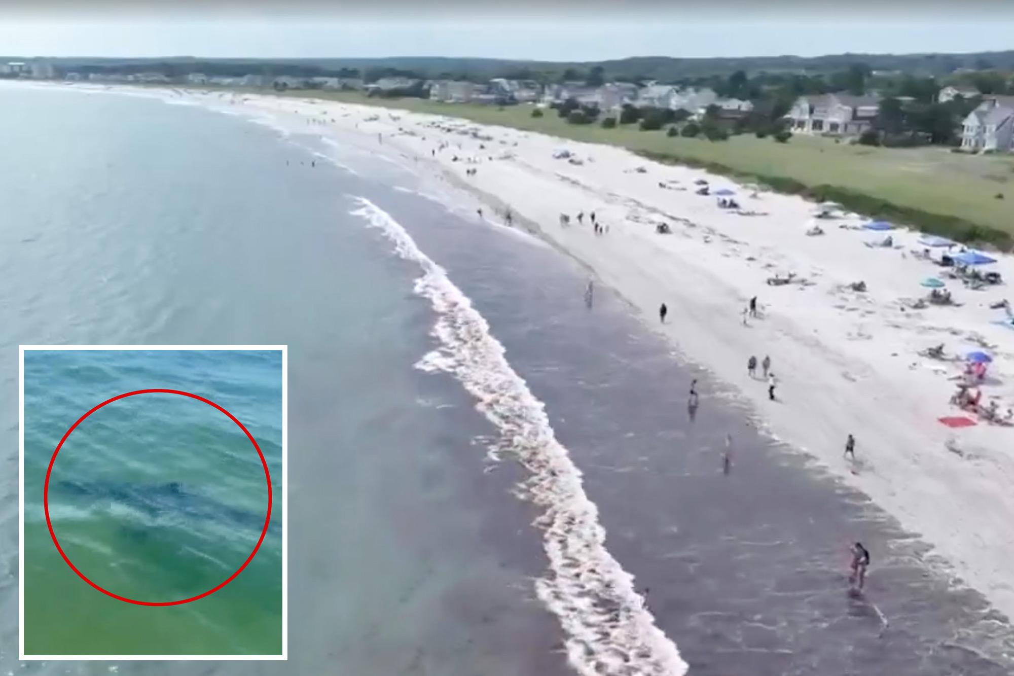 Nearly a dozen great white sharks spotted off popular Maine beach over 48 hours: ‘Larger than I’ve seen’ 136749675