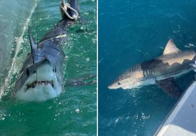 Scientists using sharks to predict hurricane intensity on East Coast