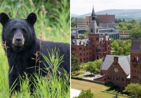 Cornell bans wild game butchering after students carved up bear in dorm kitchen