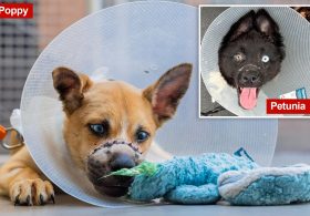 Two adorable puppies ditched in NY dumpster with mouths wired shut now up for adoption