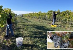 Layoffs rock California wine business as Americans ditch drinking