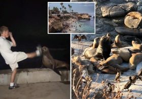 SoCal leaders weight extreme measures after teen caught kicking sea lion: ‘Completely out of control’