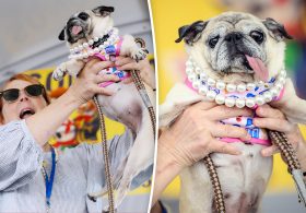 Rescue pug who escaped South Korea’s dog meat trade crowned ‘World’s Ugliest Dog’ in California