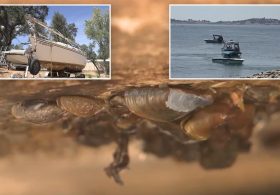 Boat covered in invasive species intercepted before wreaking havoc on California lake