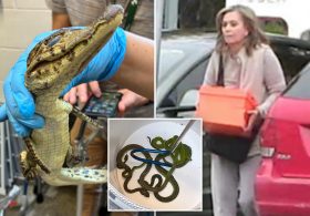69 live animals found stuffed in pillowcases in hidden car compartment after border arrest: Feds