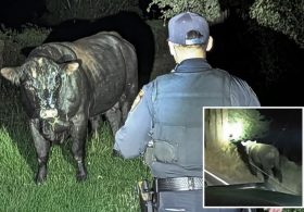 Runaway bull sparks wild California highway chase — until a cowboy comes to the rescue