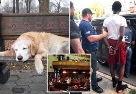 The wacky — and dangerous — NYC bills that could soon be law: Sick leave for pets, abolished gang database and an elephant ban