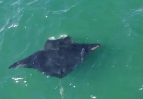 Oceanic manta ray spotted off Long Island coast in rare New York sighting