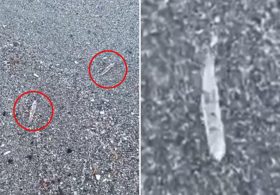 Mysterious clear ‘jumping sticks’ spotted in waters along Florida’s Space Coast baffle beachgoers