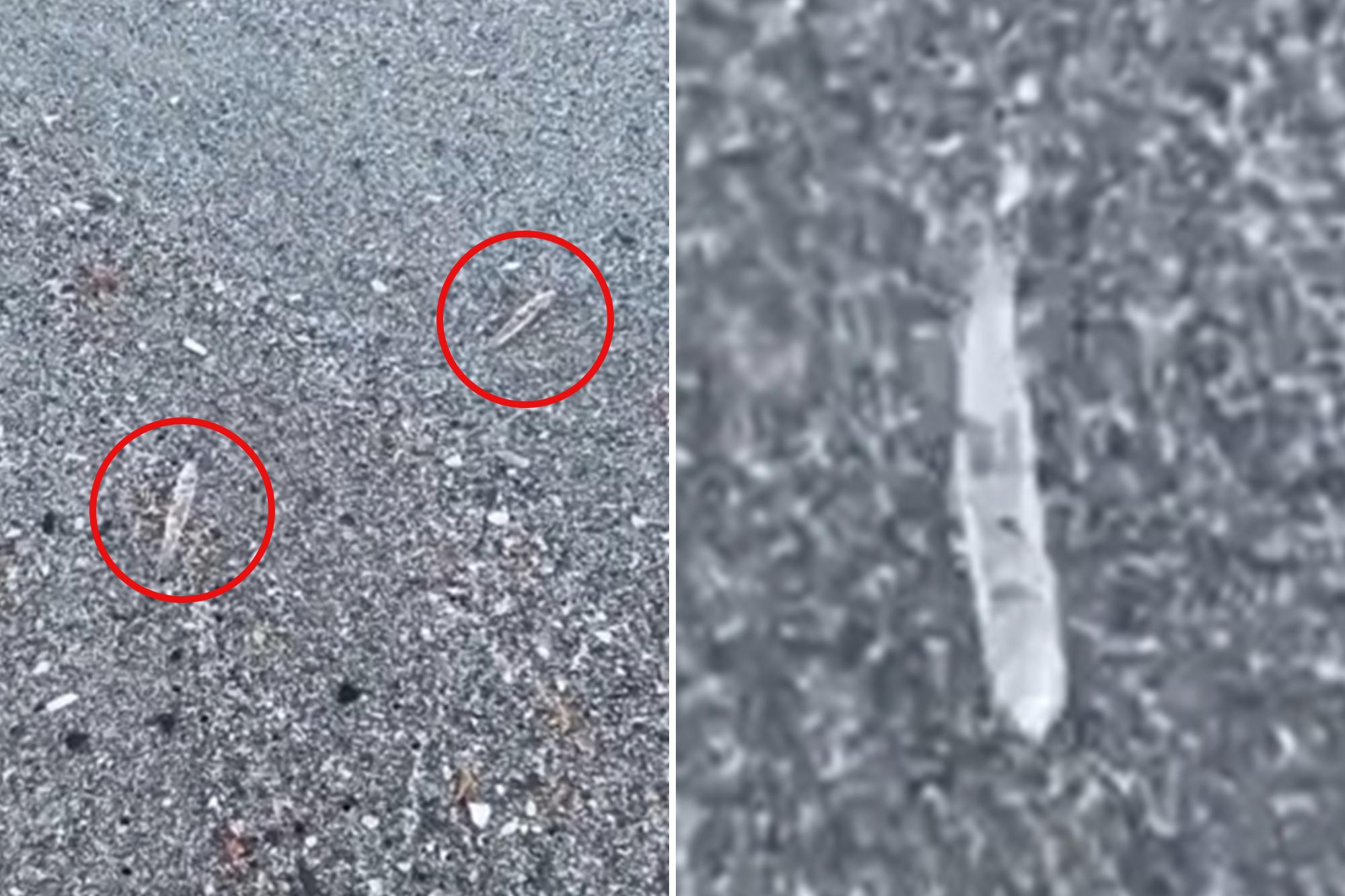 Mysterious clear ‘jumping sticks’ spotted in waters along Florida’s Space Coast baffle beachgoers 138642973