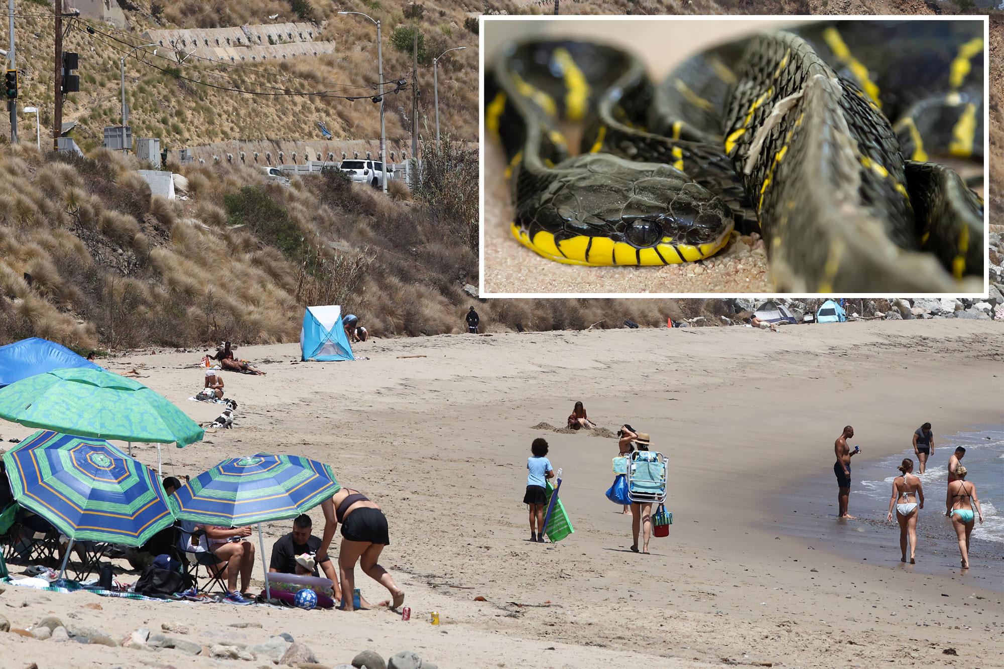 Highly-venomous predator threatens Southern California beaches as El Niño temps continue 138674148