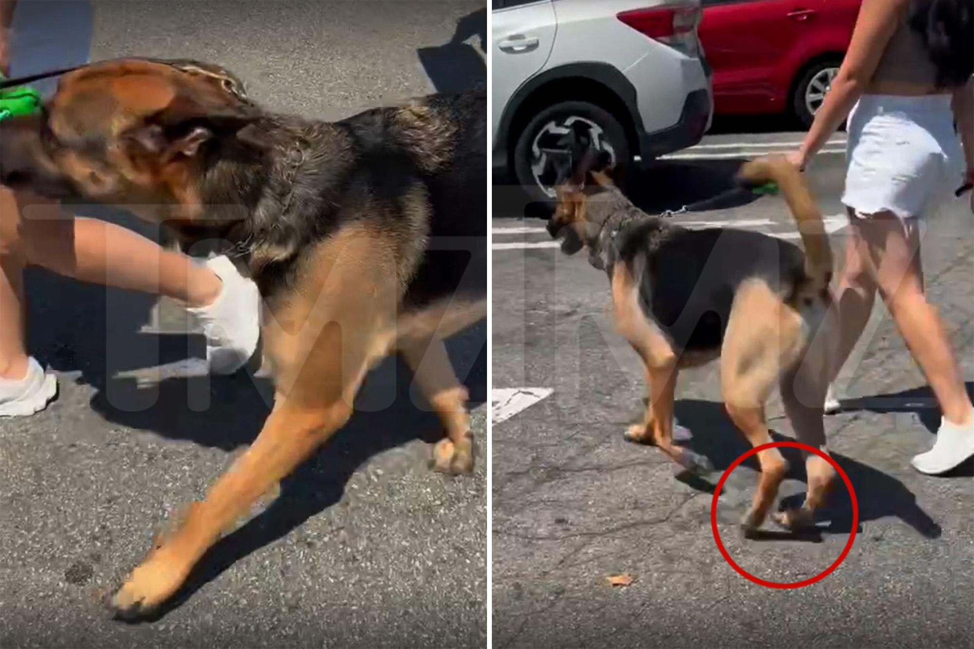 Woman rages at dog owner walking pet on hot SoCal parking lot amid scorching heatwave: ‘This is animal abuse!’ 138707651