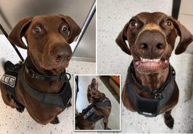 Texas airport dog ‘Bolt’ declared TSA’s ‘cutest canine’ — as viral pooch steals internet’s hearts