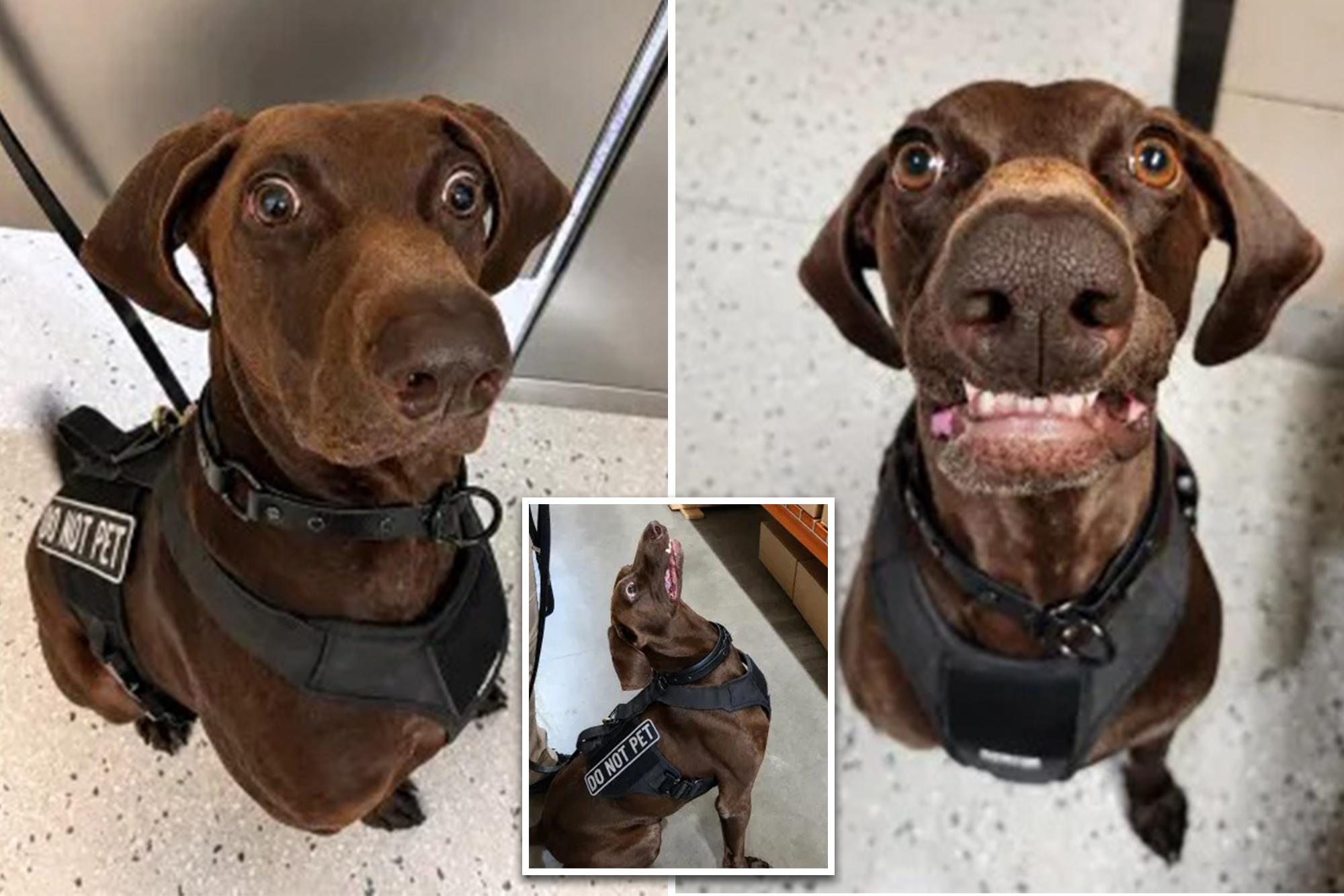 Texas airport dog ‘Bolt’ declared TSA’s ‘cutest canine’ — as viral pooch steals internet’s hearts 138730519