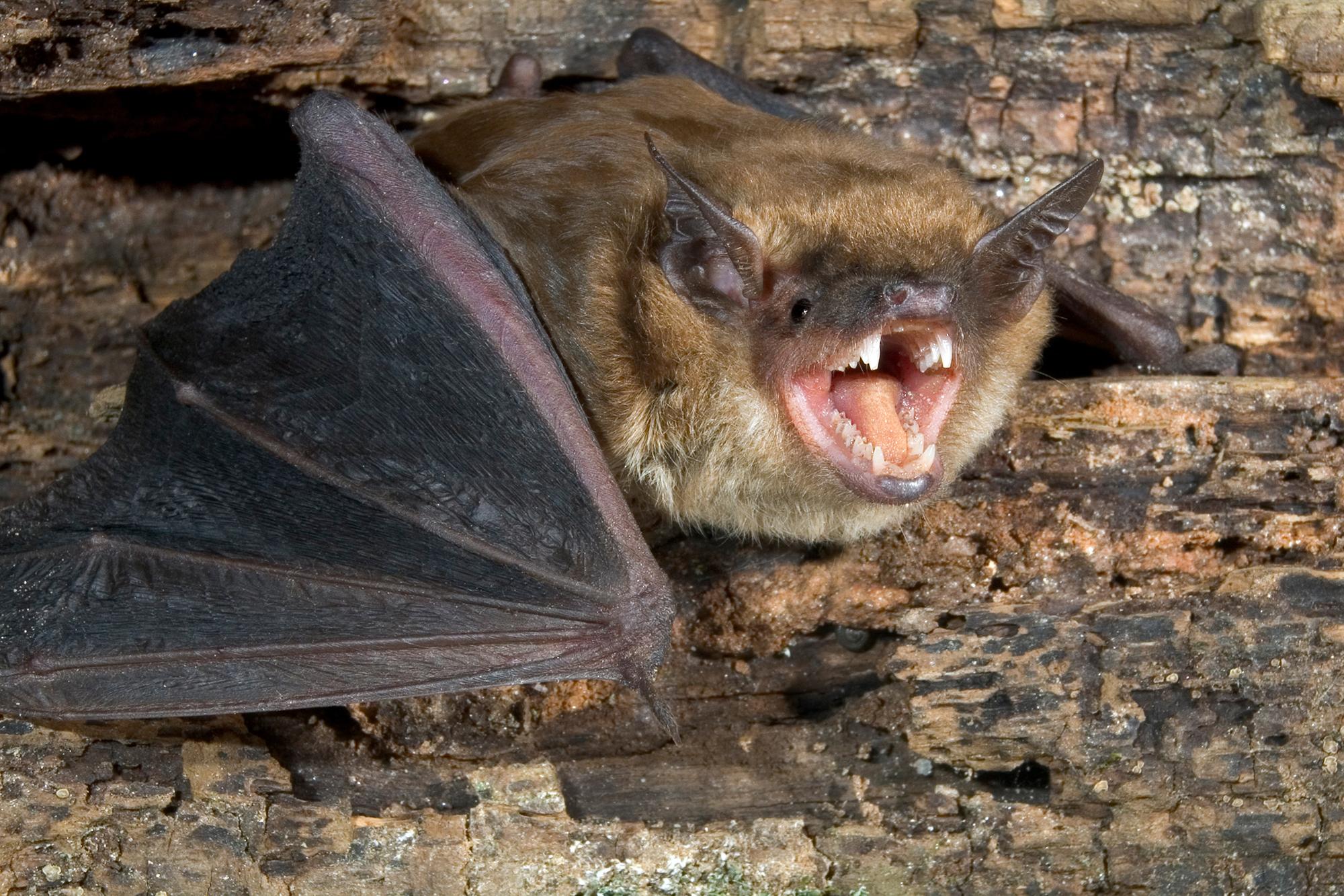 New York homes plagued by bats as pest control calls surge this summer 138783993