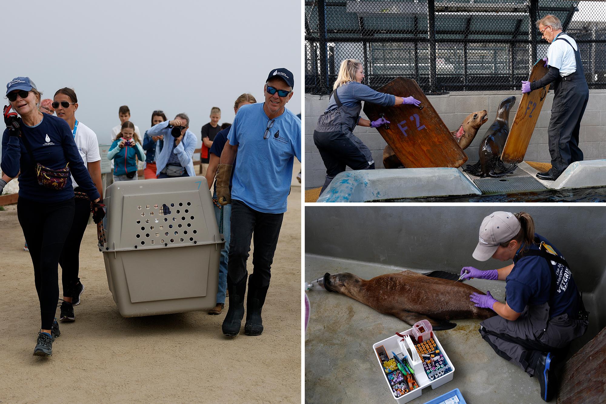 Disoriented California sea lions sickened by brain-altering toxin: ‘Not their normal selves’ 138810983