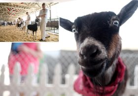 North Carolina warns petting zoo visitors of rabies exposure after baby goats test positive