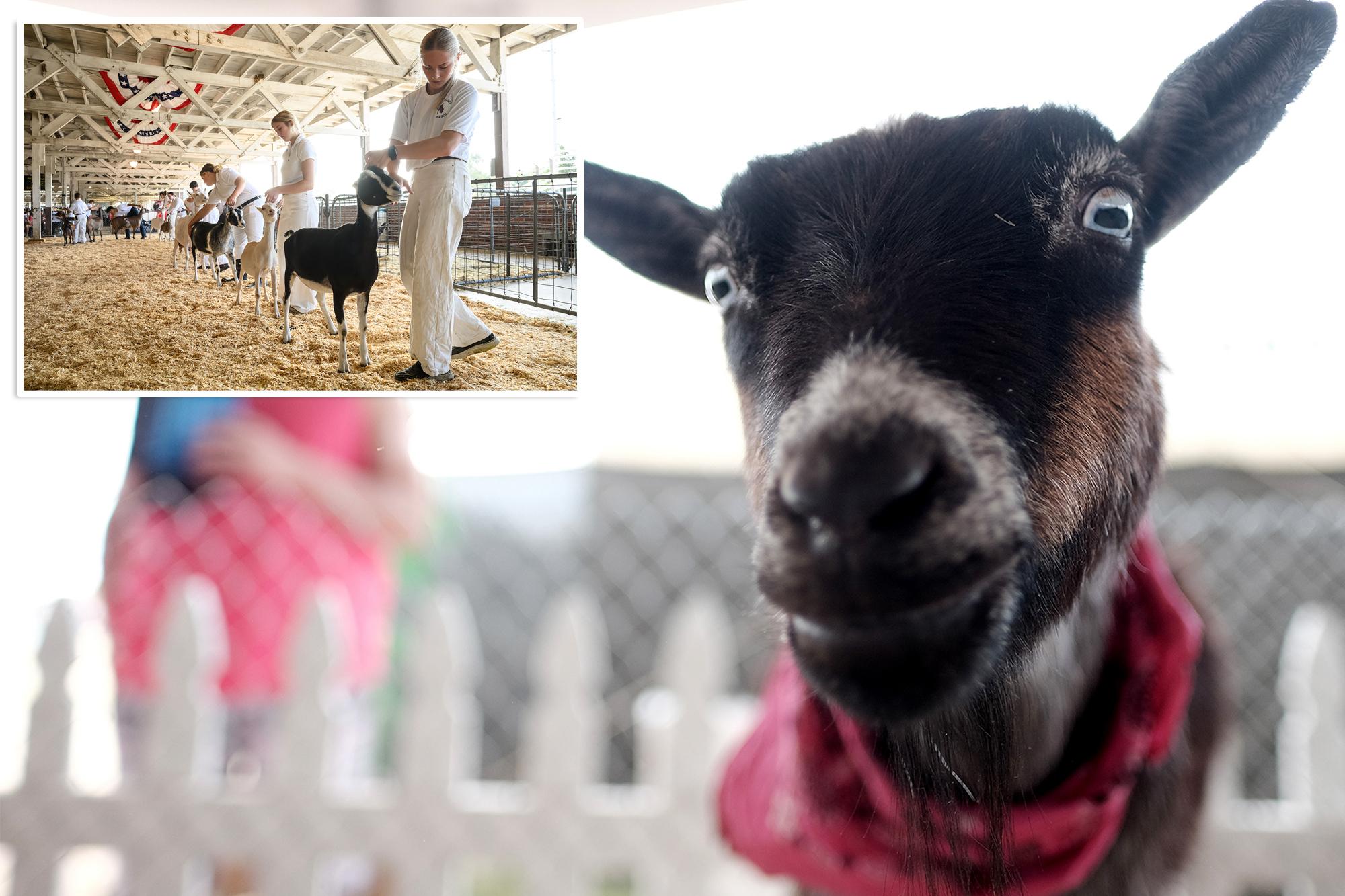 North Carolina warns petting zoo visitors of rabies exposure after baby goats test positive 138958041