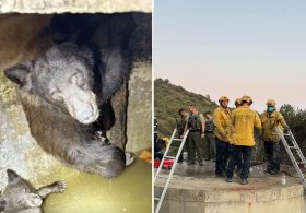 Mother bear and three cubs found trapped in bizarre spot in California