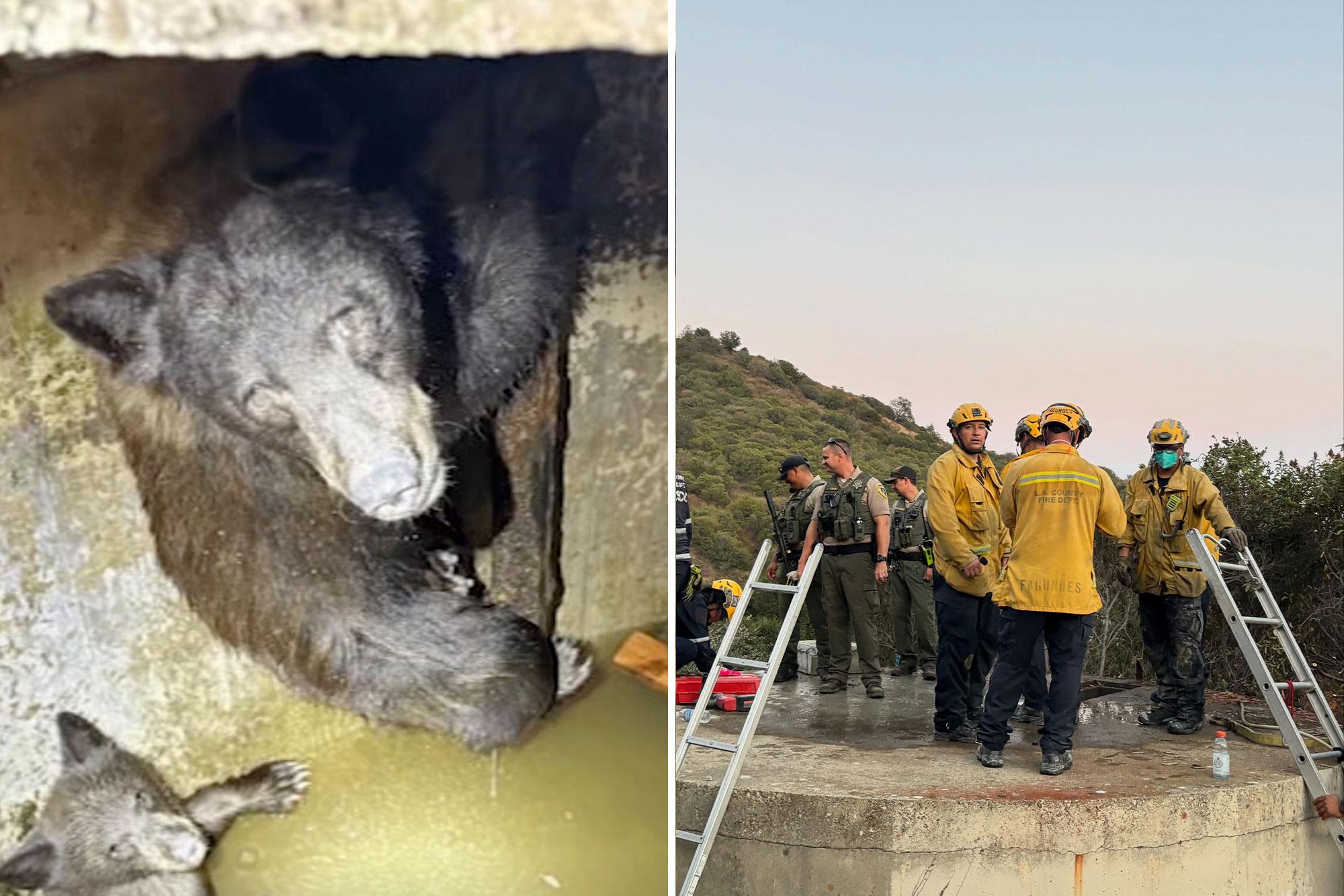 Mother bear and three cubs found trapped in bizarre spot in California 139017082