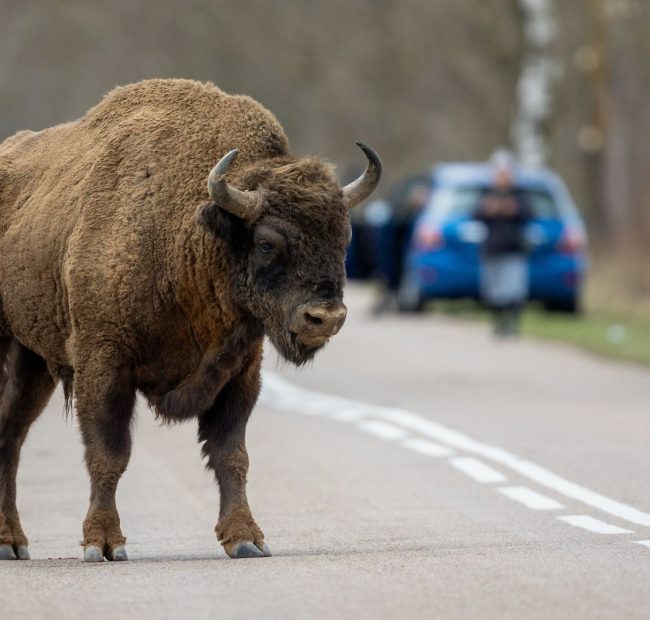 Wild Video Captures Giant Bison Flattening Tourist, Refusing to Let Him Escape [WATCH]