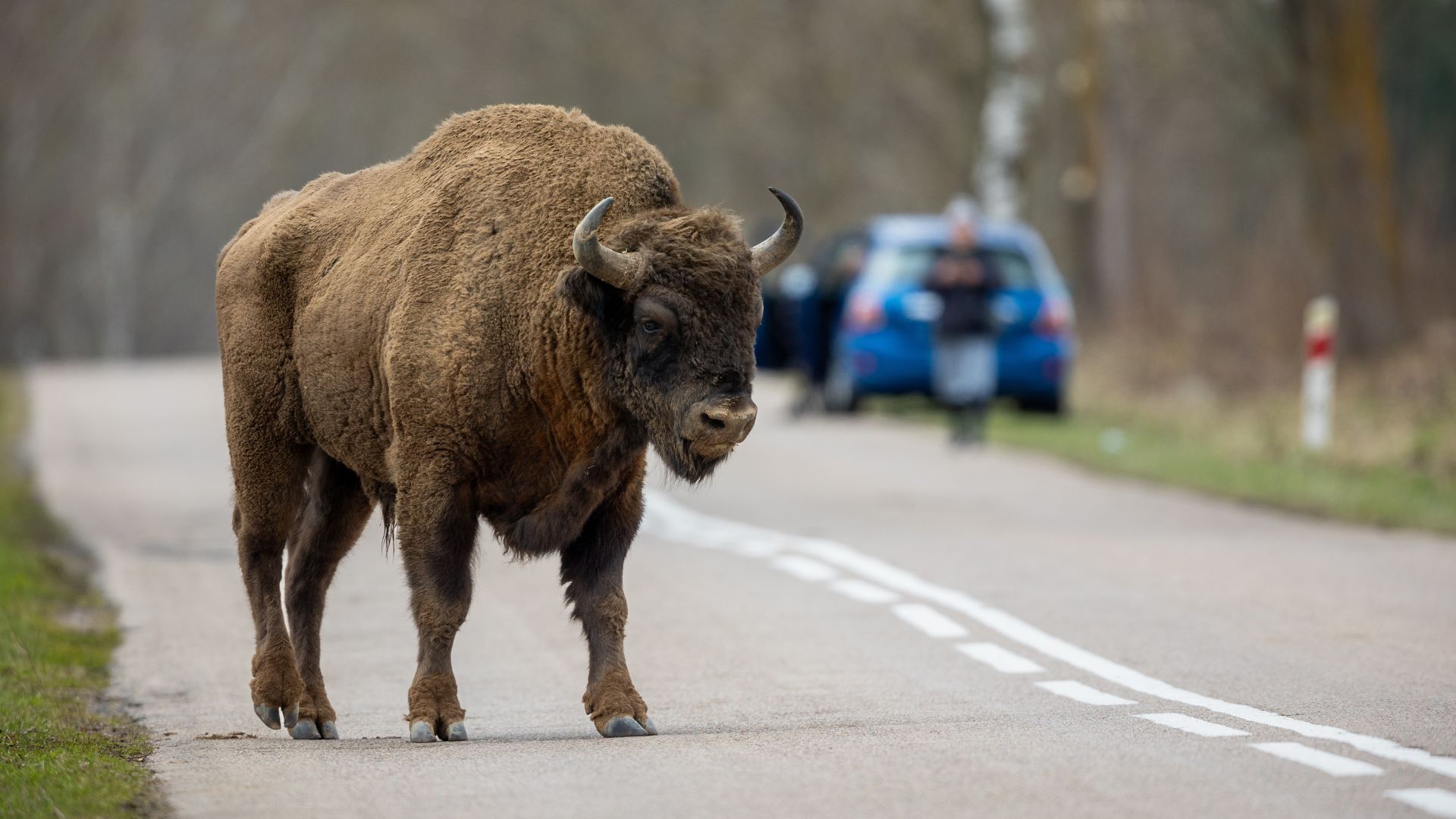 Wild Video Captures Giant Bison Flattening Tourist, Refusing to Let Him Escape [WATCH] 20260712 1037 rvmnews 6a536e71ee408