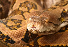 Woman swallowed whole by 16ft python in deadly attack walking to work