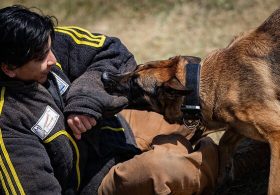 US military dogs shipped 3,000 miles away for daily training at air base