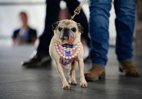 World’s Ugliest Dog 2026 crowned as winner bags huge prize after fierce competition