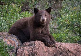 Elderly Colorado man savagely attacked by bear in sixth attack this year