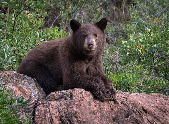 Elderly Colorado man savagely attacked by bear in sixth attack this year 214629 1