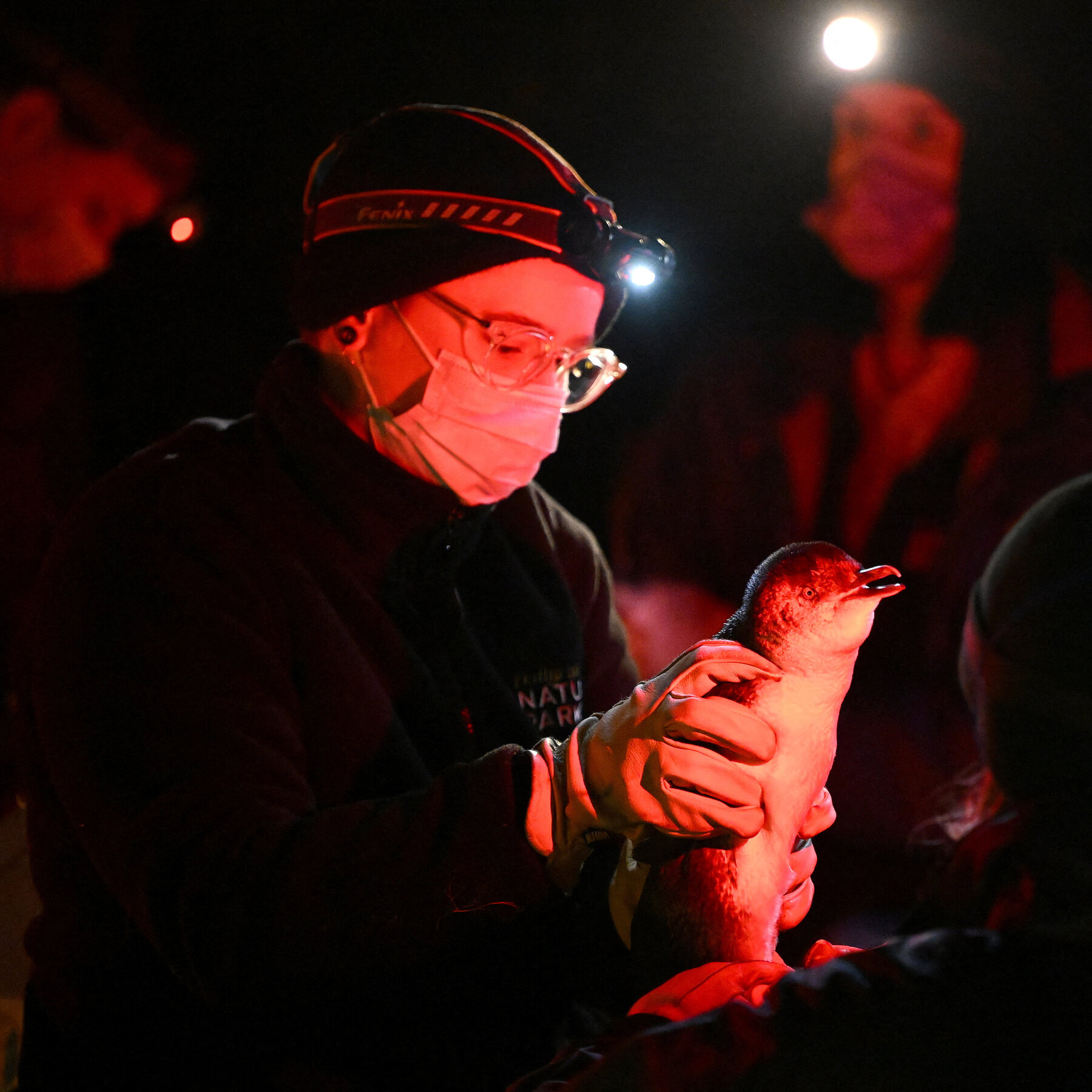 Australia Watches Its Bird Flu Fears Come True 25int oz birds 01 bthg mediumSquareAt3X