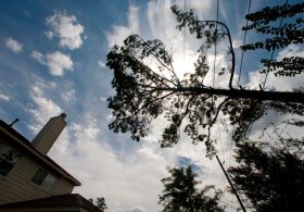 Housing Is Too Expensive. Blame Your Local Tree Ordinance.