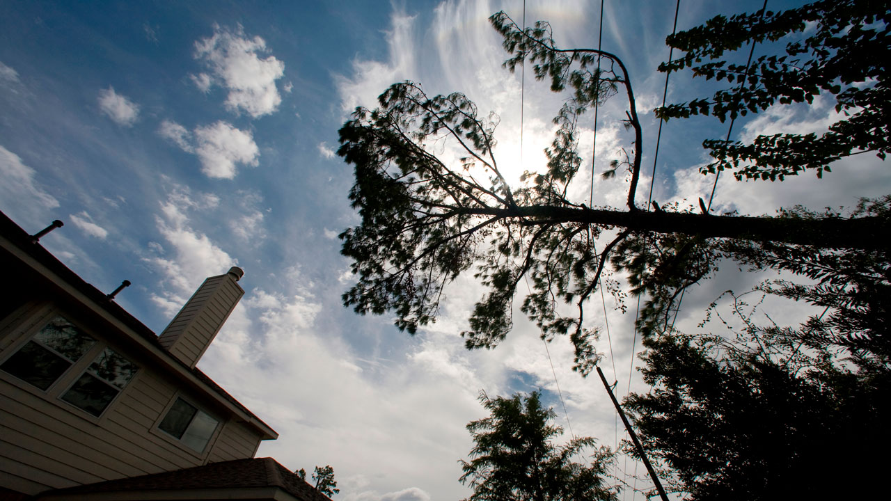 Housing Is Too Expensive. Blame Your Local Tree Ordinance. 260826 Trees