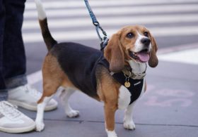 Gene-Editing Technology Offers New Ways to Create the Dogs of Our Dreams